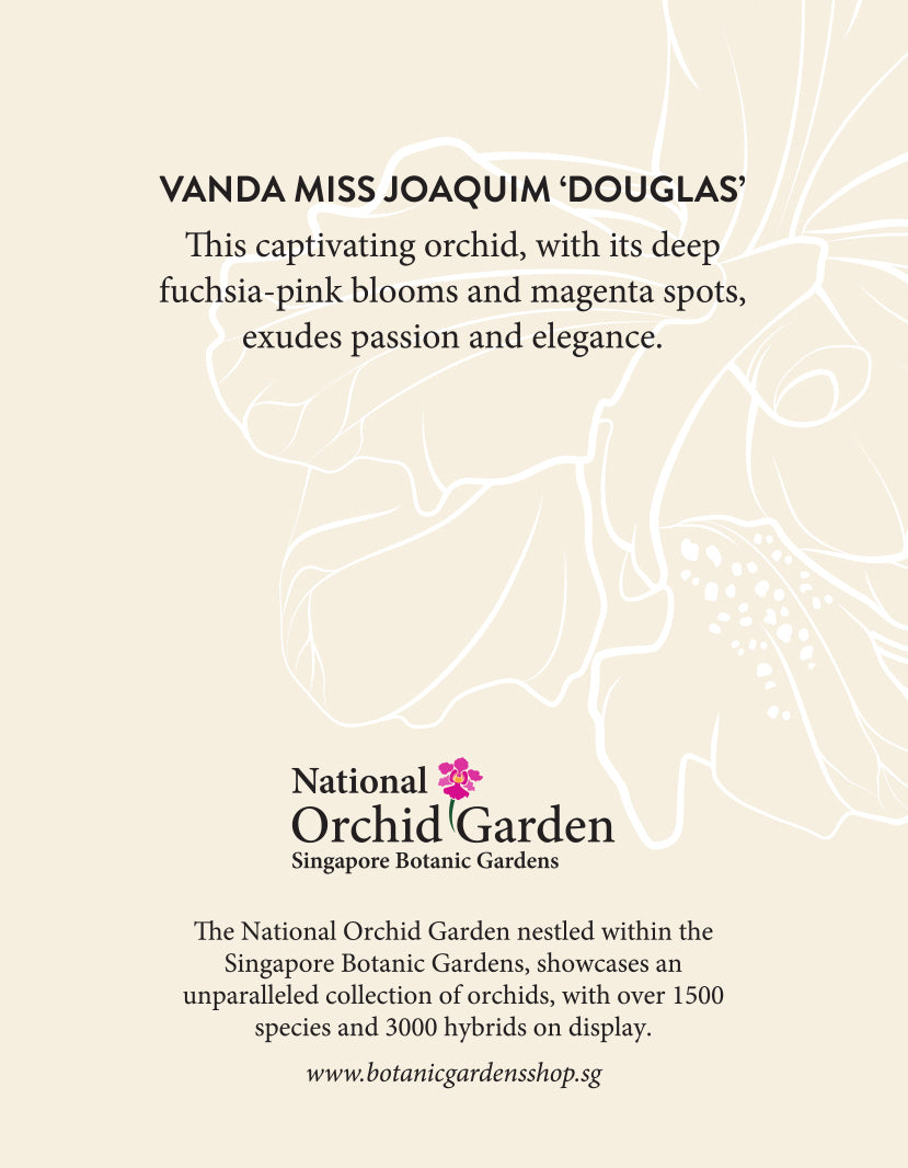 National Orchid Garden Magnet - Vanda Miss Joaquim Douglas
