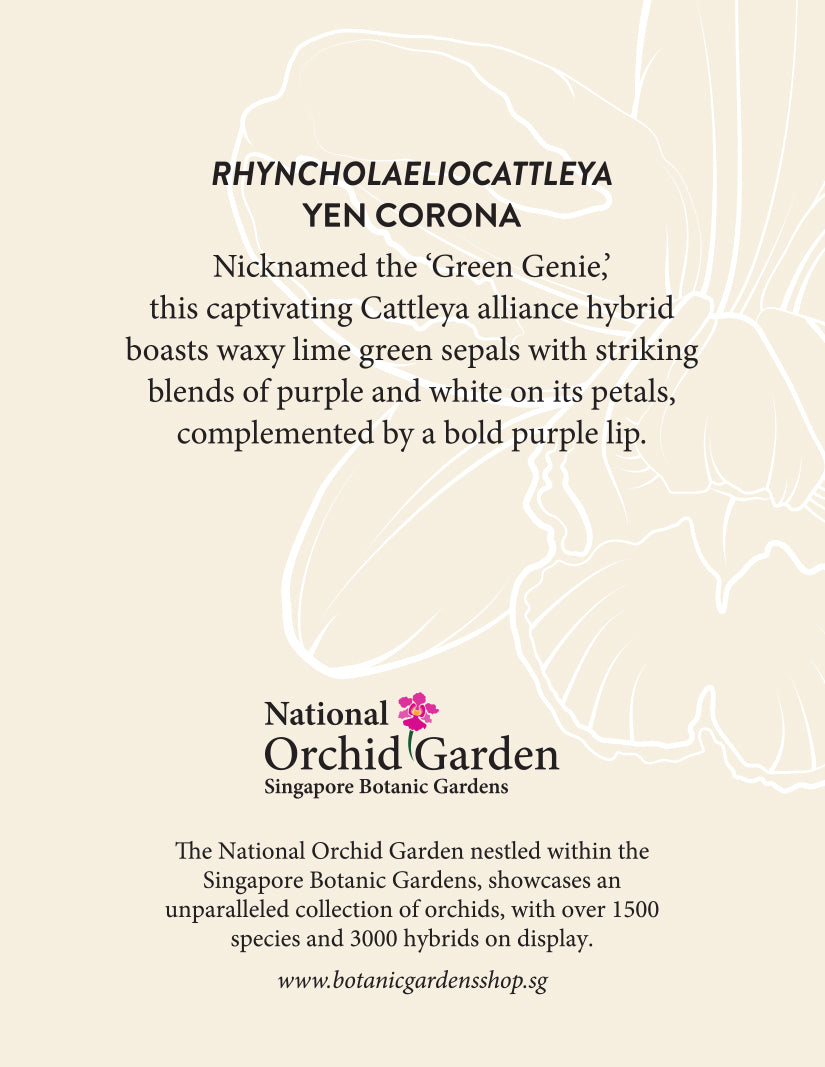 National Orchid Garden Magnet - Phyncholaeliocattleya Yen Corona