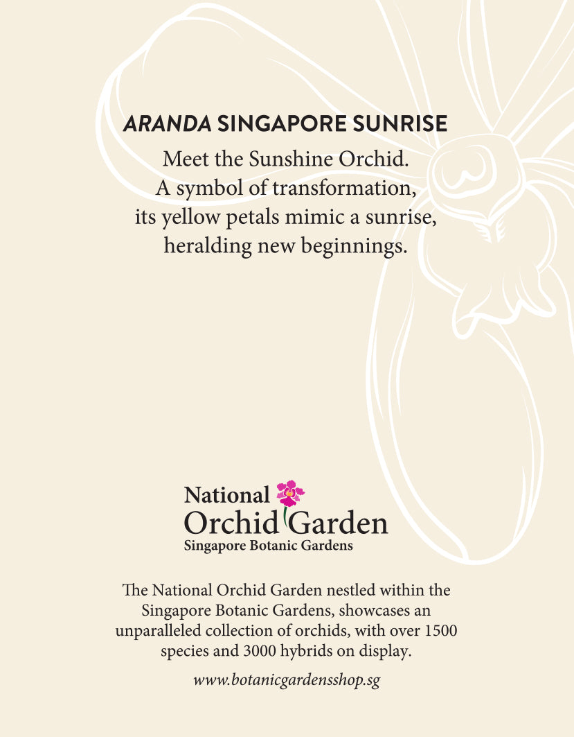 National Orchid Garden Magnet - Aranda Singapore Sunrise
