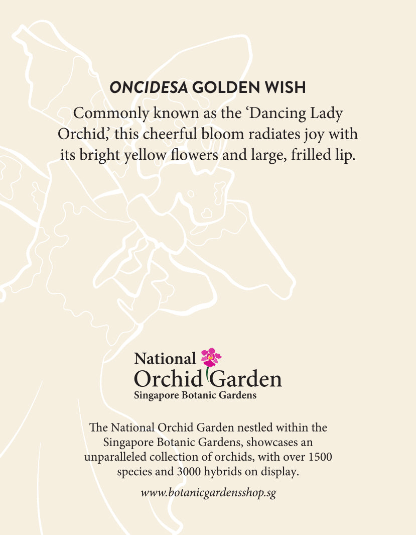 National Orchid Garden Magnet - Oncidesa Golden Wish