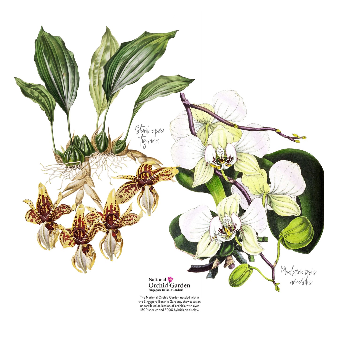 Stanhopea and Phalaenopsis Orchids Thermo Flask