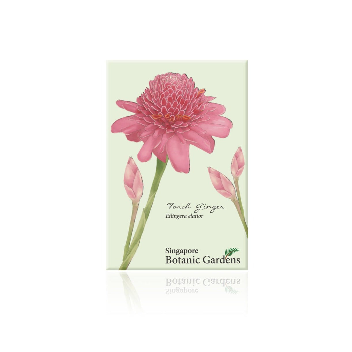Botanical Print Magnet - Torch Ginger