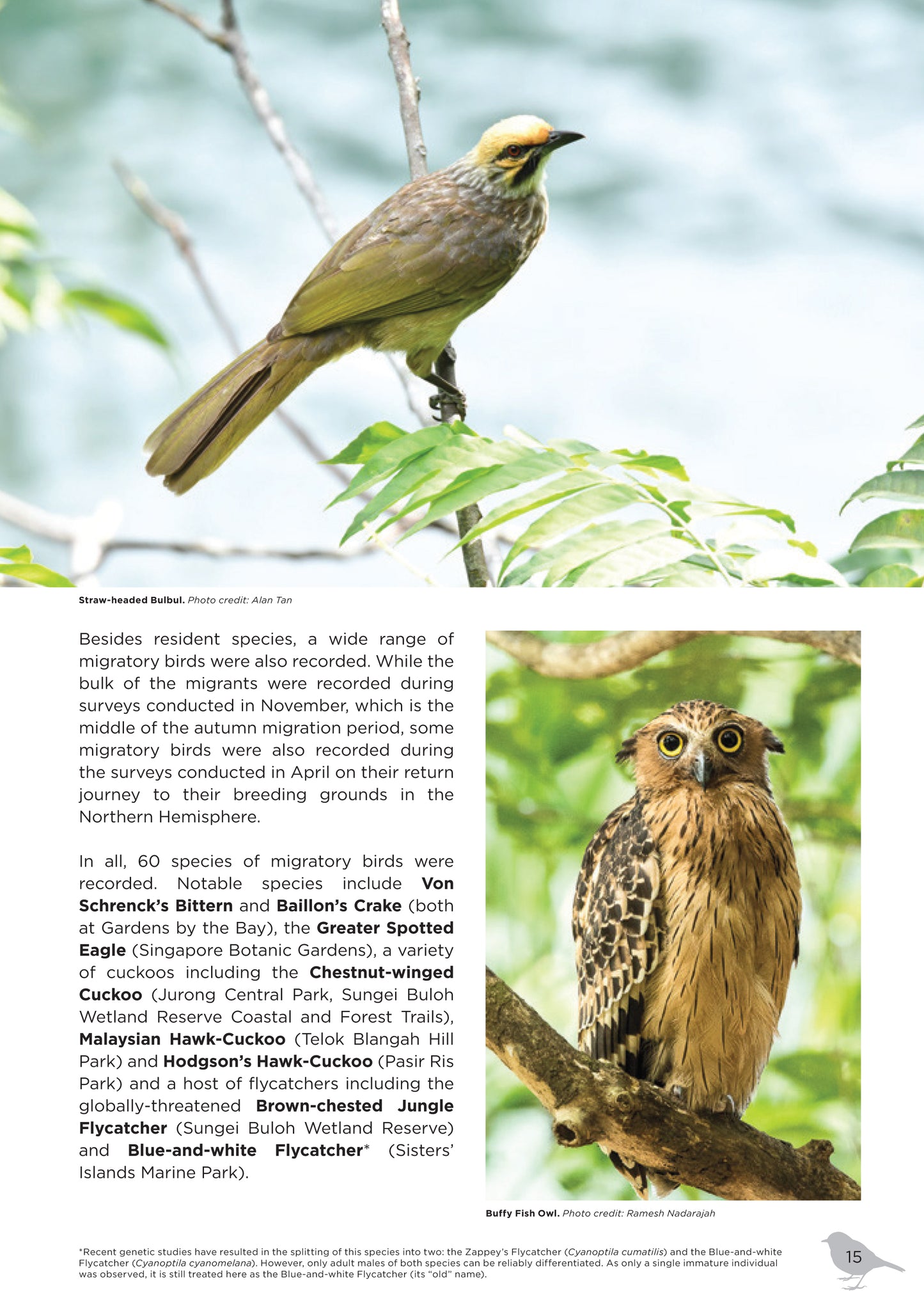 A Review of Garden Bird Watch