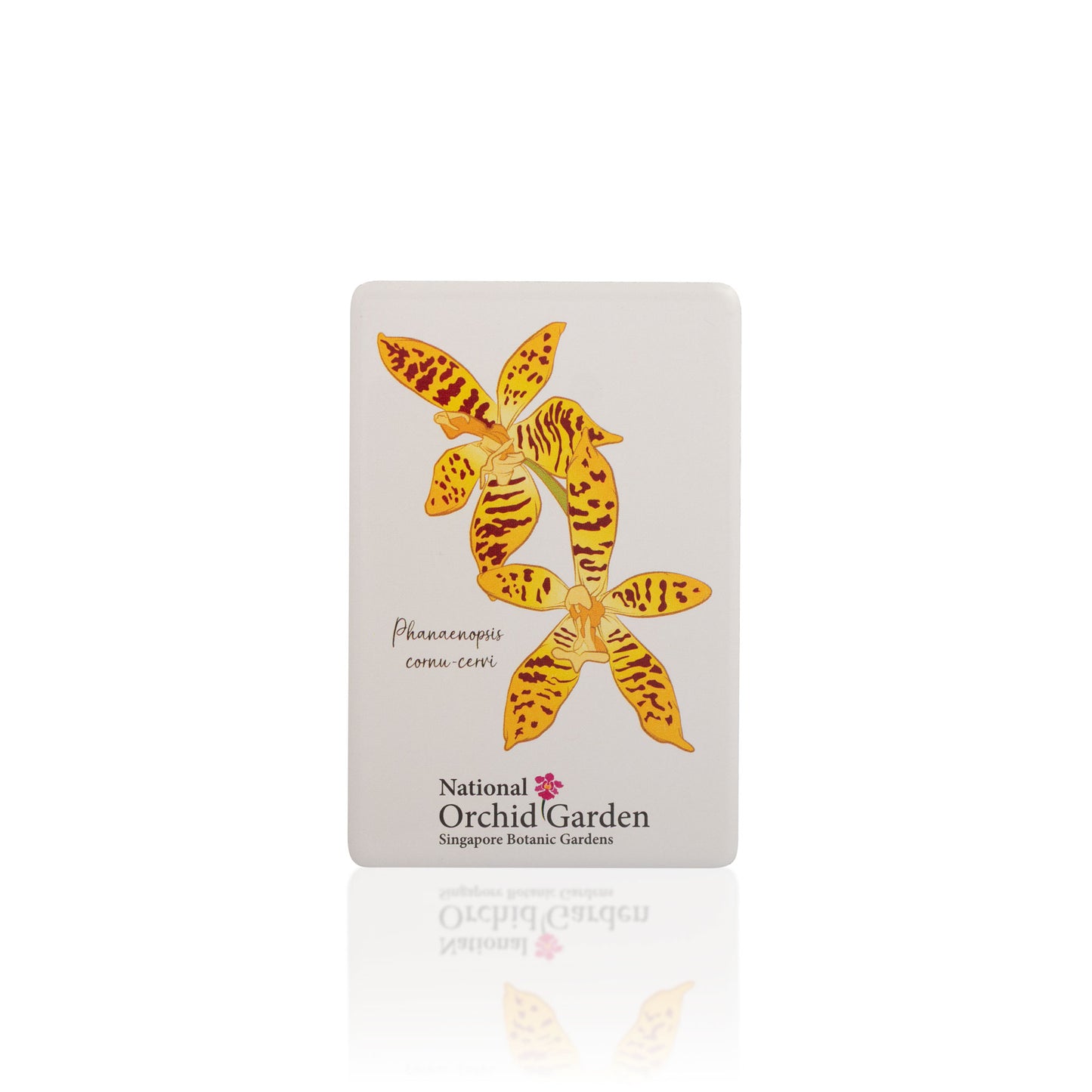 National Orchid Garden Magnet - Phalaenopsis Cornu Cervi