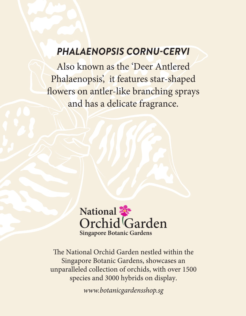 National Orchid Garden Magnet - Phalaenopsis Cornu Cervi