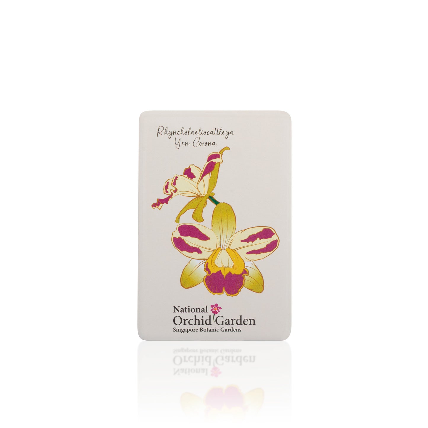 National Orchid Garden Magnet - Phyncholaeliocattleya Yen Corona