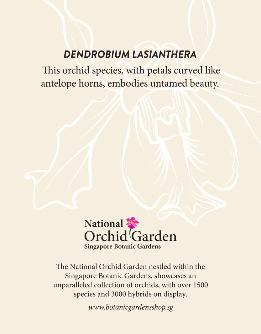 National Orchid Garden Magnet - Dendrobium Lasianthera