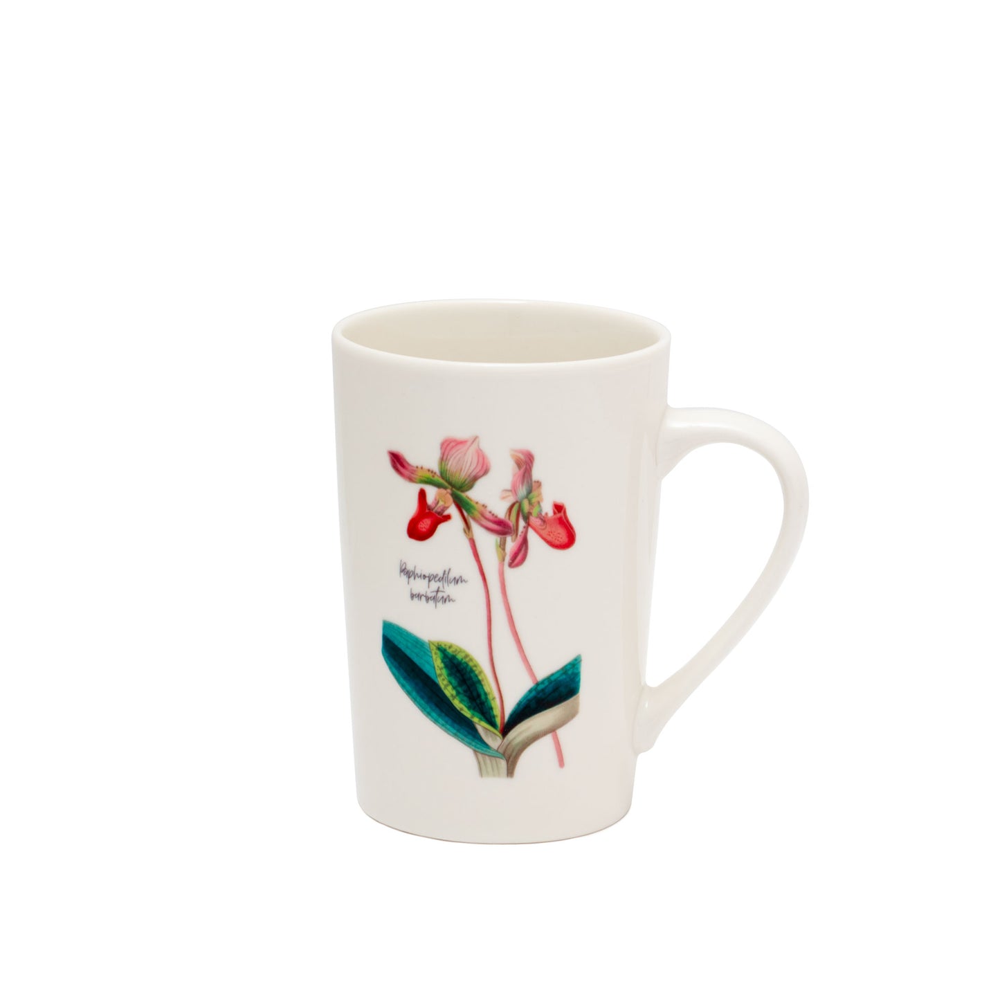 Ceramic Mug – Paphiodellium barbatum