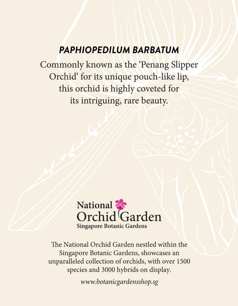 National Orchid Garden Magnet - Paphiopedilum Barbatum
