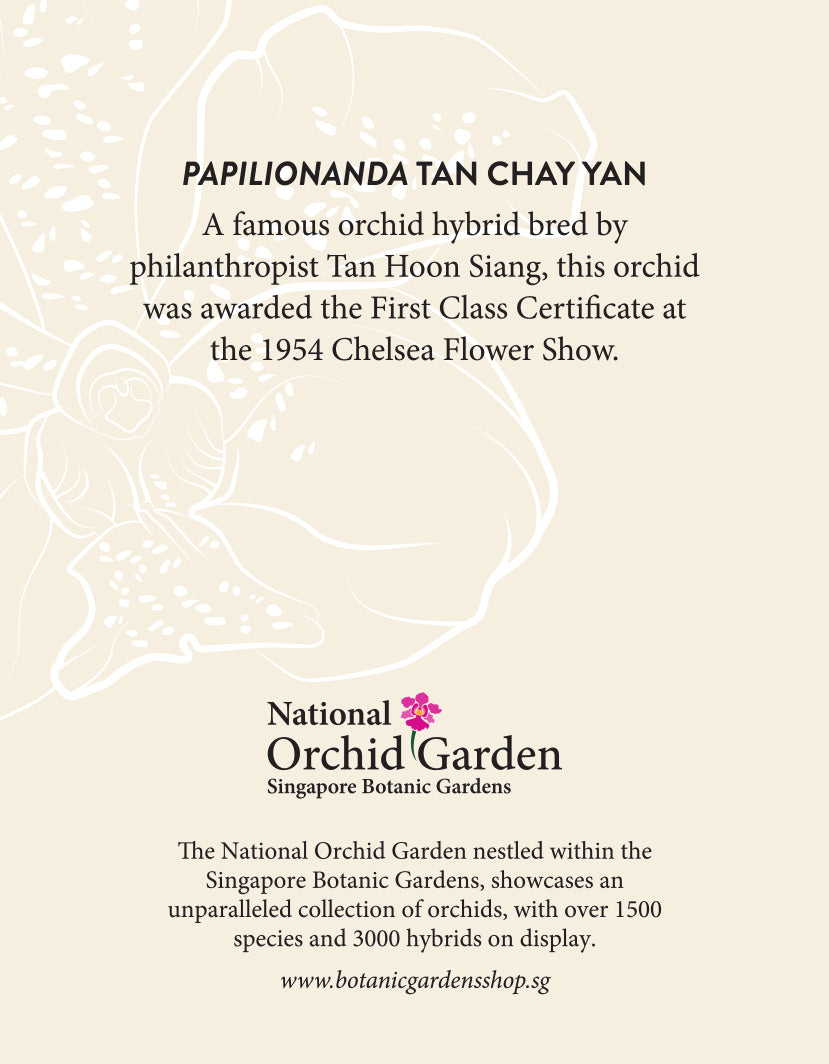 National Orchid Garden Magnet - Papilionanda Tan Chay Yan