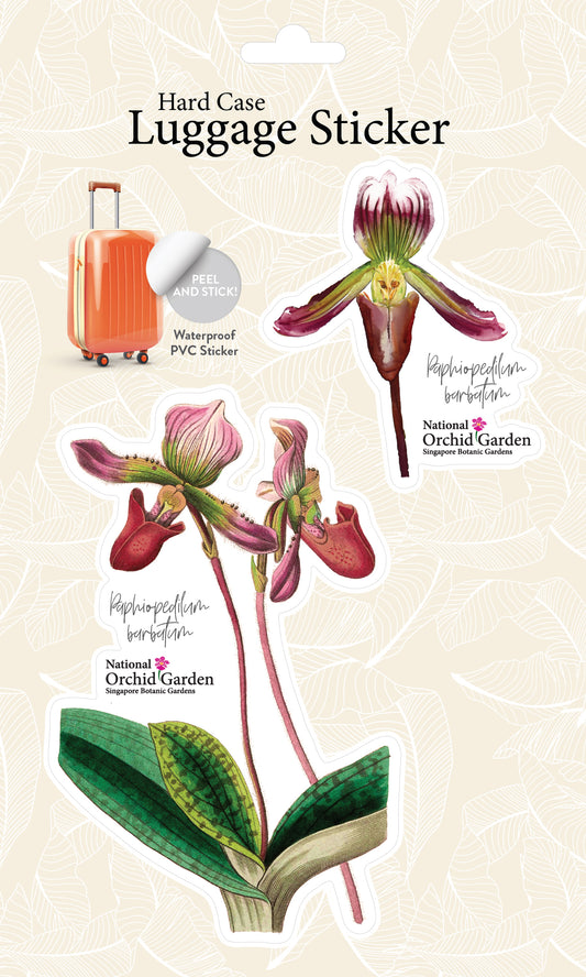 Botanic Luggage Sticker – Paphiopedilum Barbatum