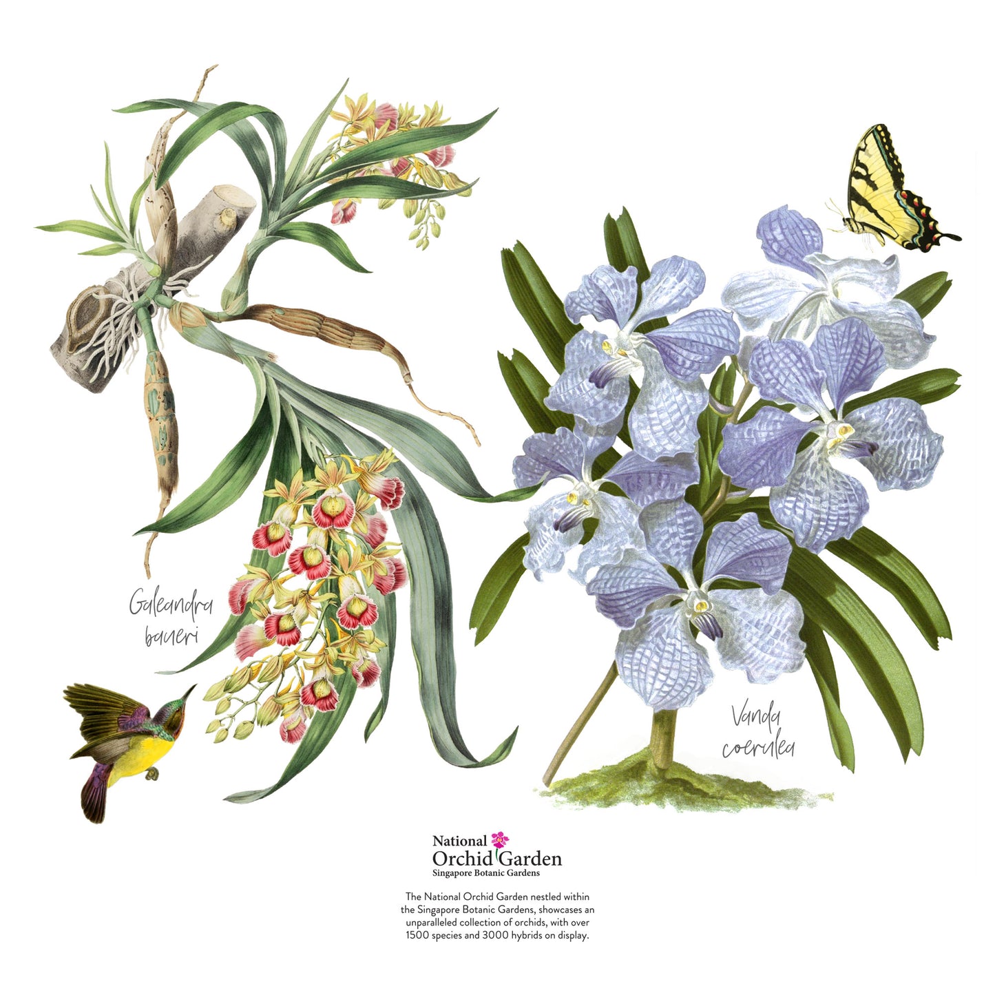 Galeandra and Vanda Orchids Thermo Flask