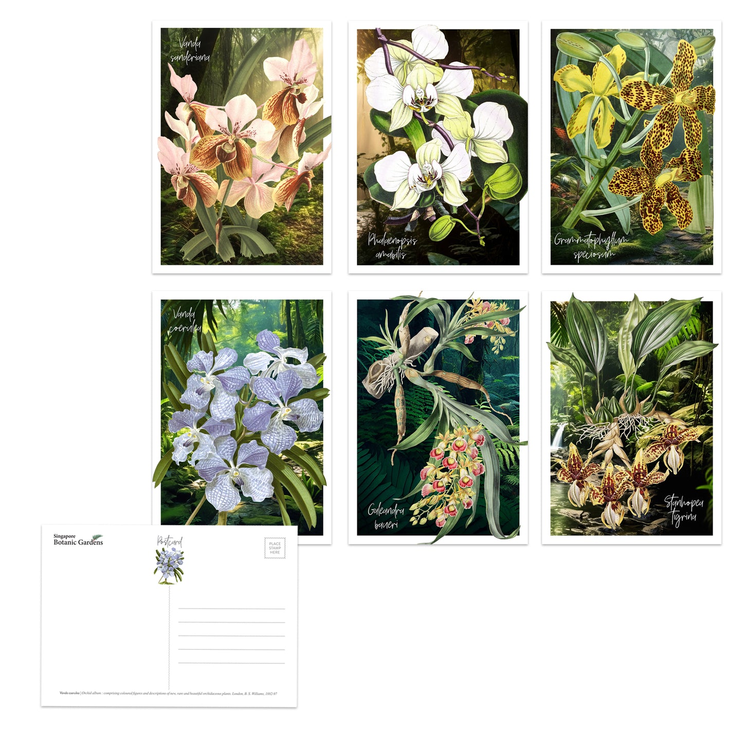 Orchids Postcard Set