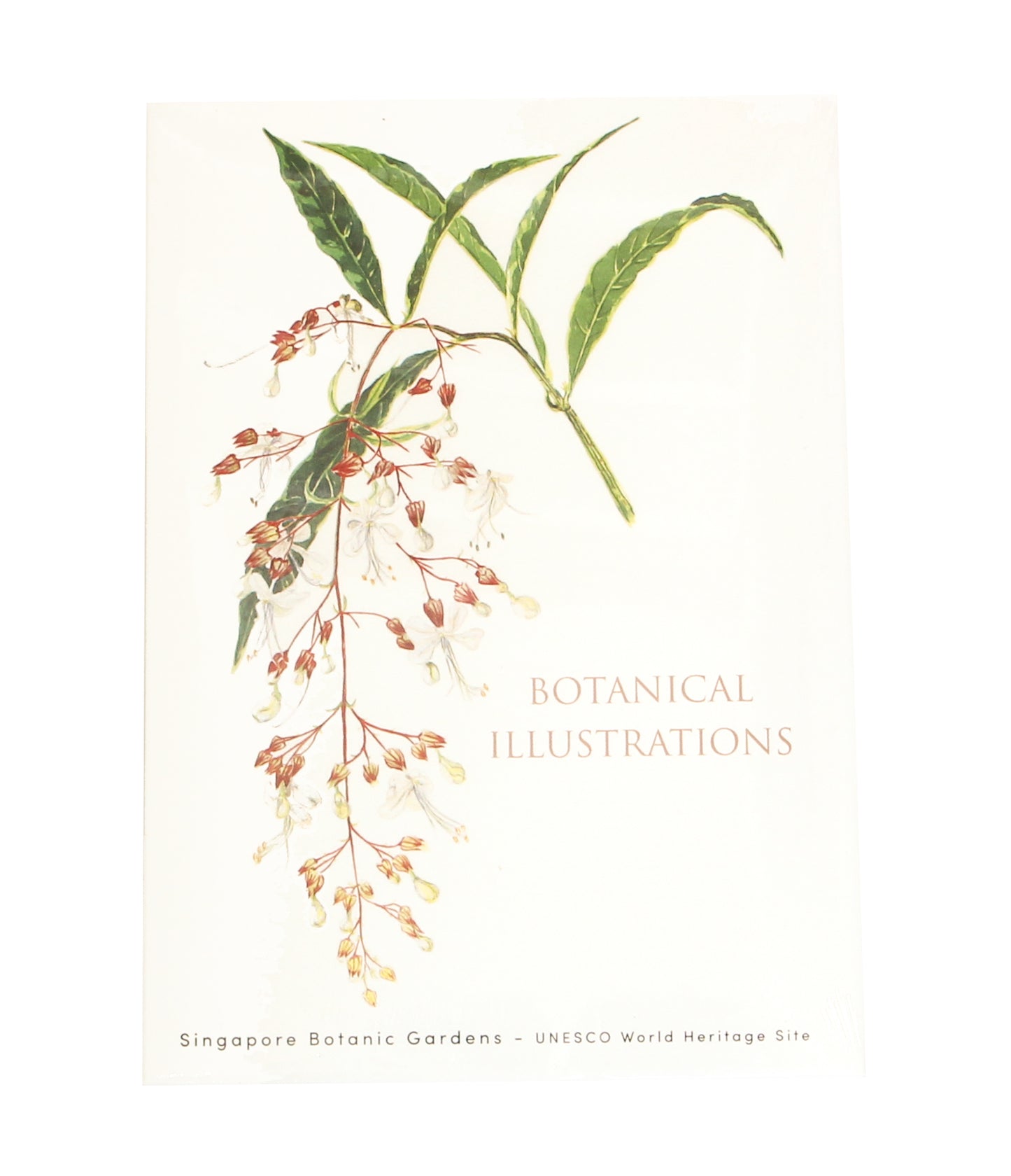 Botanical Illustrations Notecard