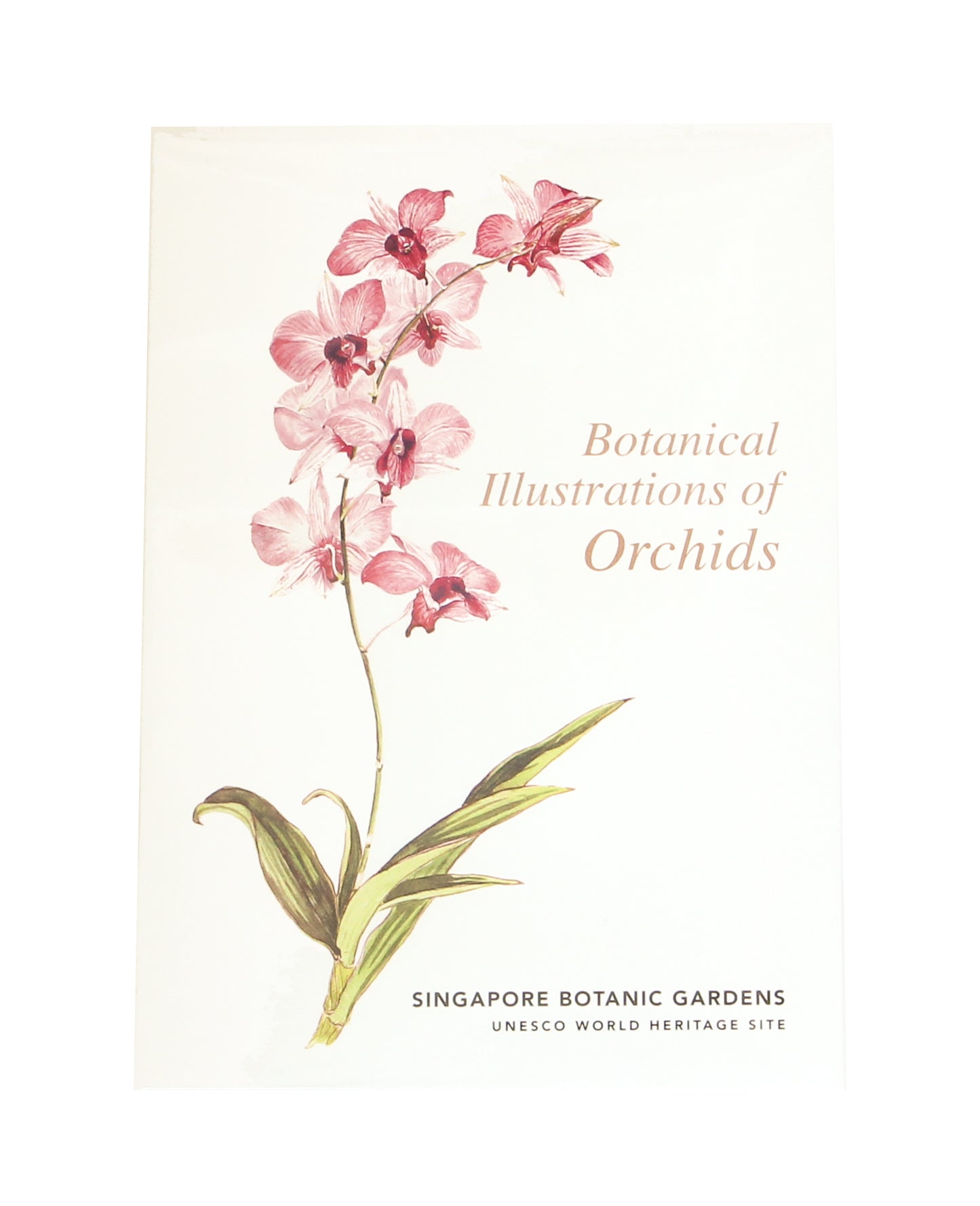 Botanical Illustrations of Orchids Notecard