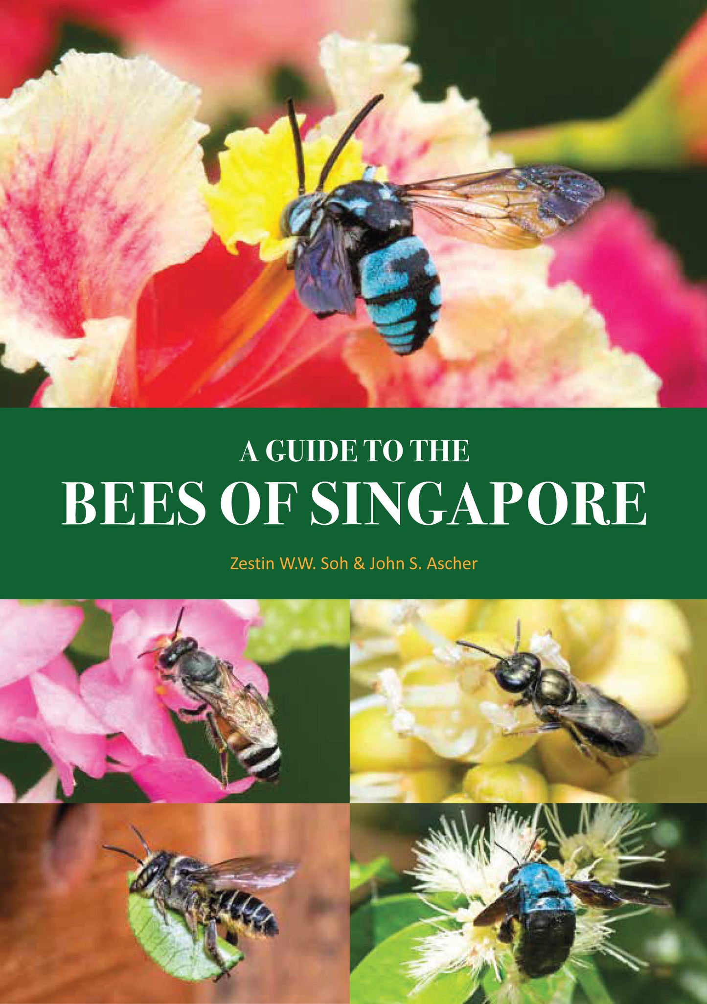 A Guide to the Bees of Singapore